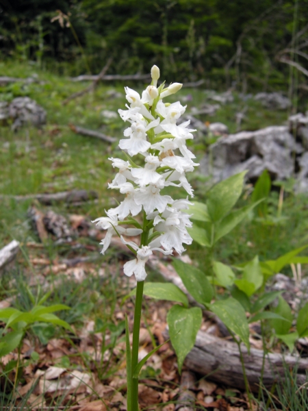 Dacthylorhiza fuchsii bianca